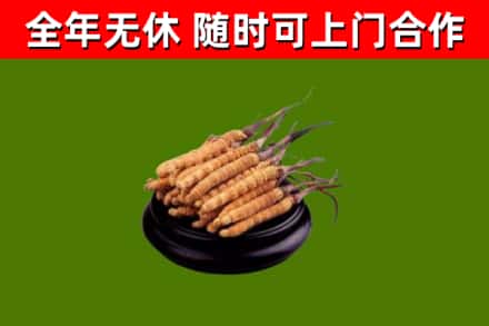 望城区回收冬虫夏草